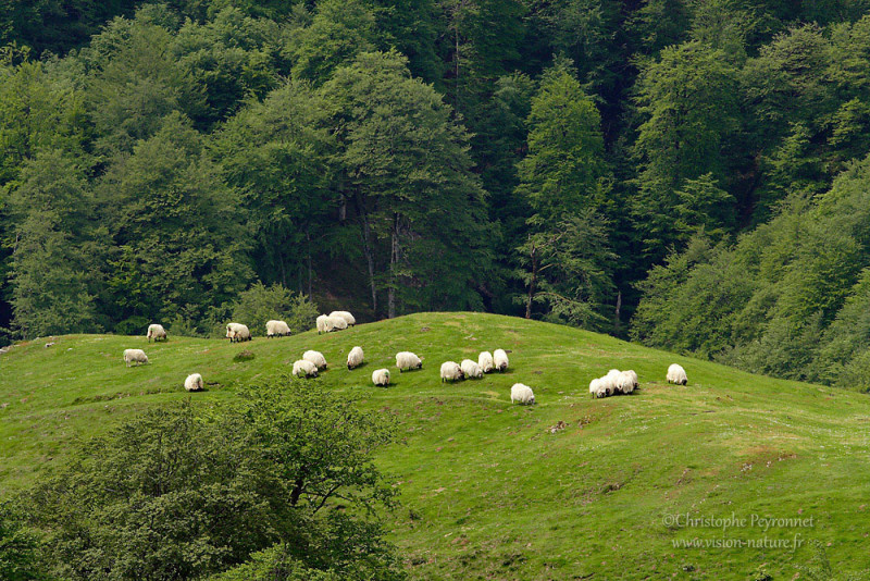 Ambiance autour du Massif d’Irati, Pays Basque