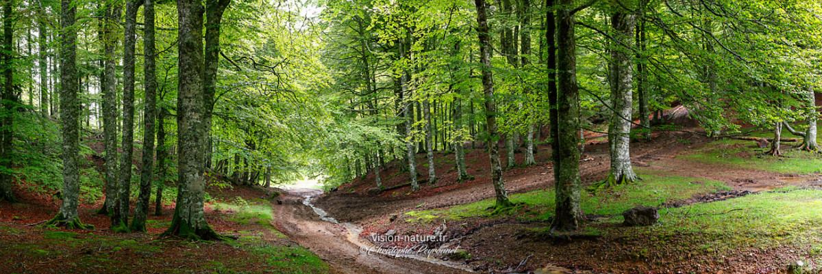 Ambiance autour du Massif d'Irati, Pays Basque