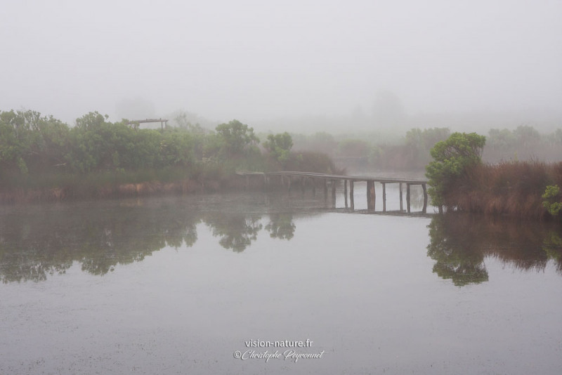 Paysage du Teich dans le brouillard