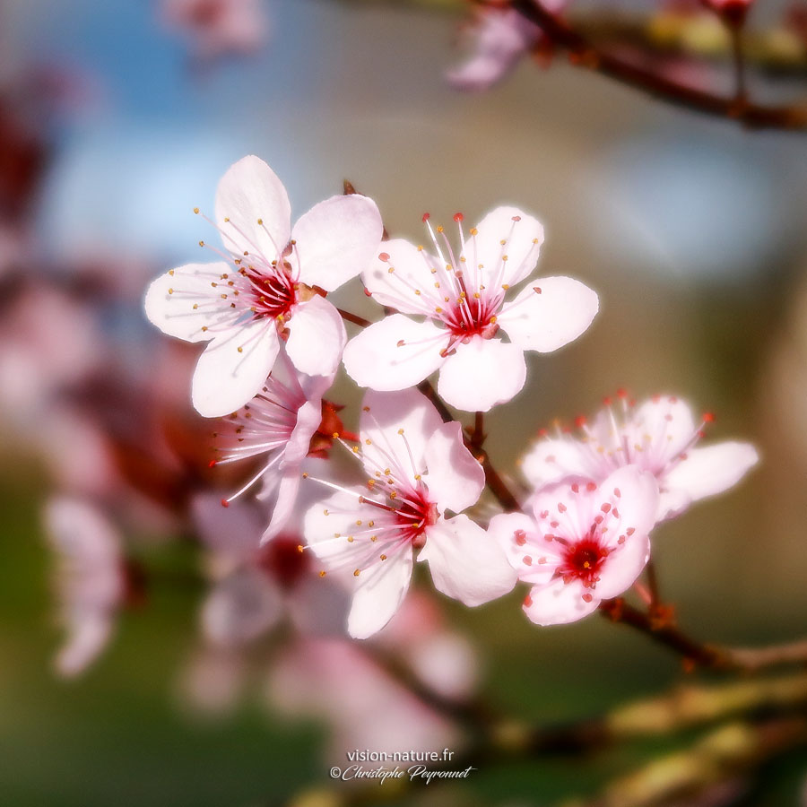 Fleurs de prunus – Cerisier à fleurs