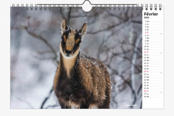 calendrier des animaux sauvage de France - Fevrier