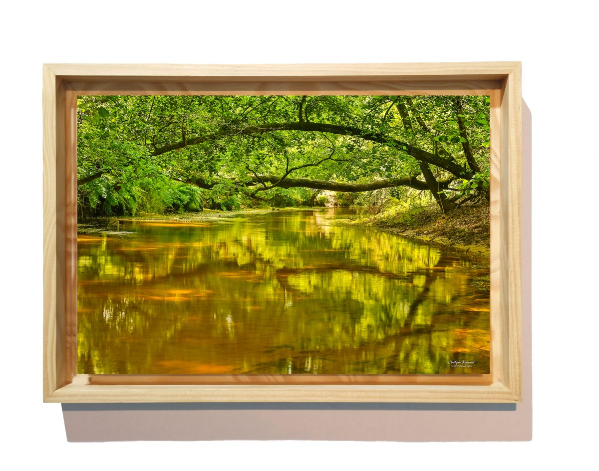 La Leyre , rivière des Landes