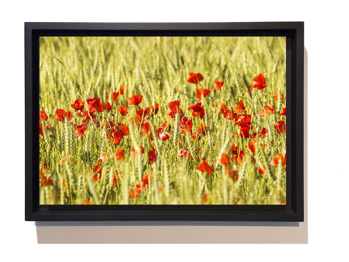 Coquelicots dans les blés