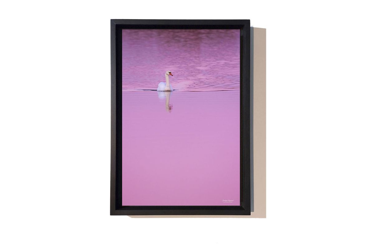Cygne
