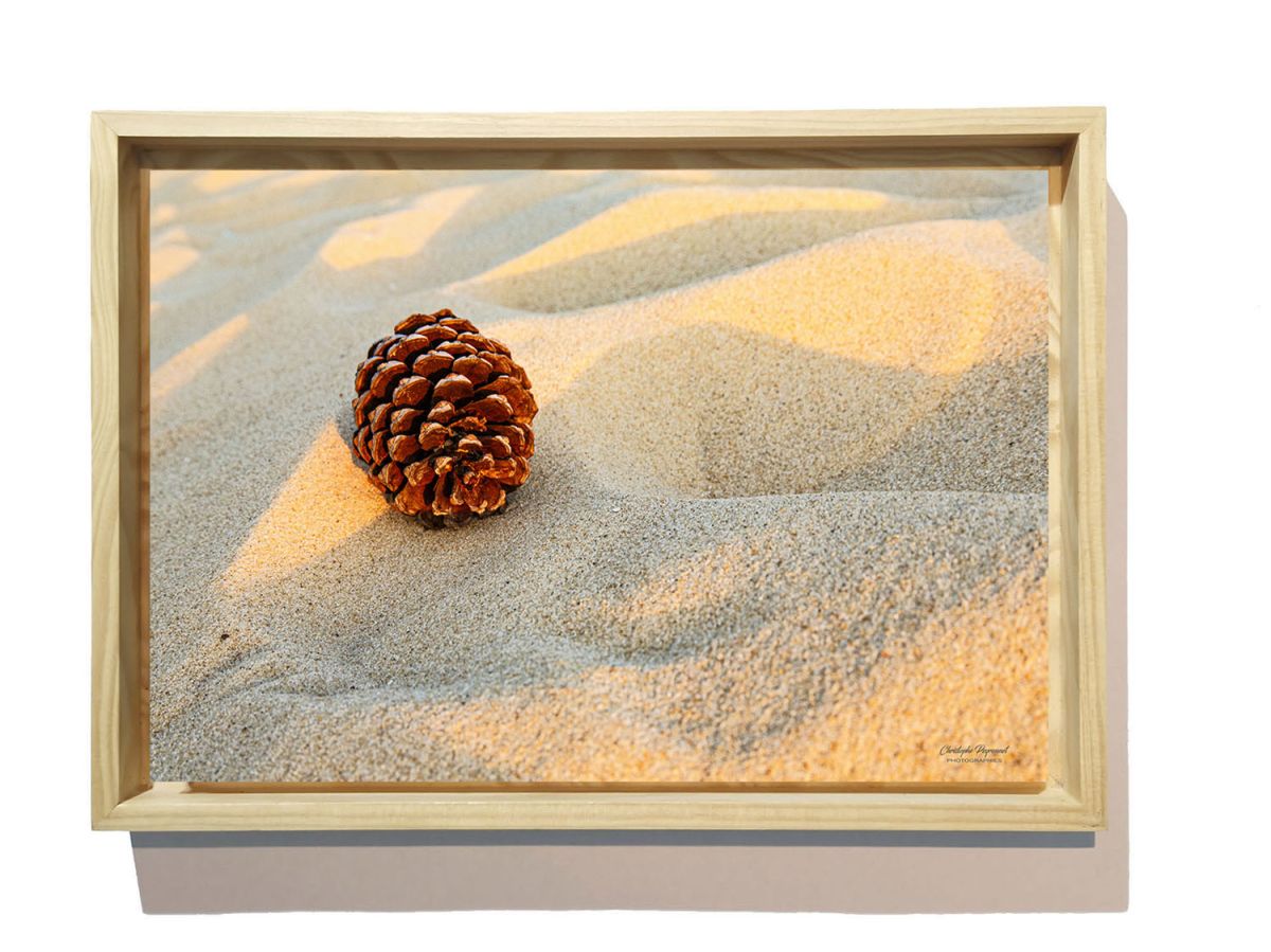 Pomme de pin dans les dunes