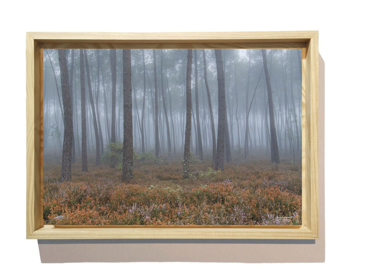 Ambiance en forêt des Landes