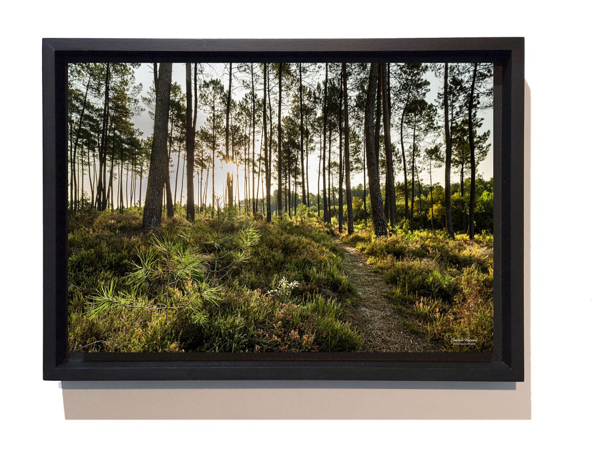 Forêt des Landes