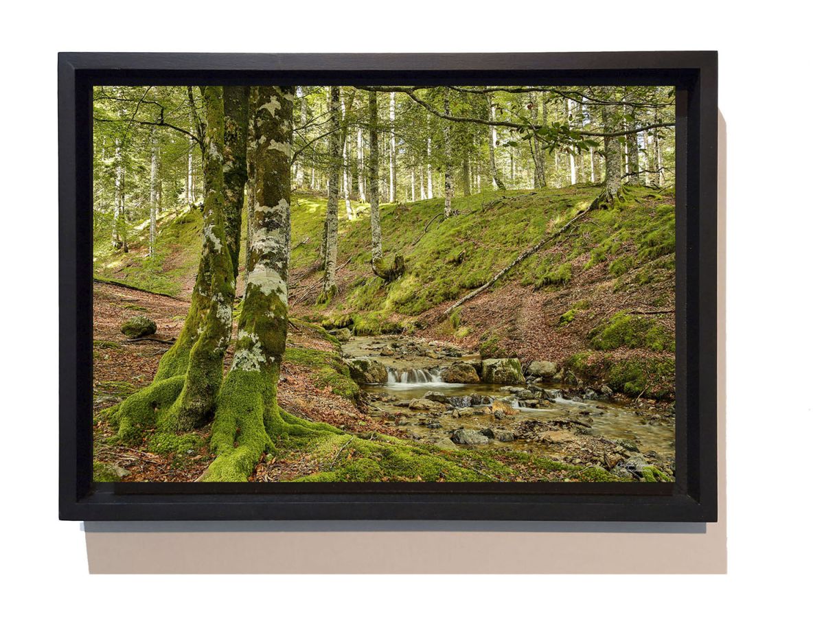 Forêt d'Iraty au printemps