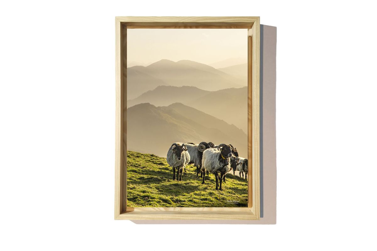 Brebis au Pays Basque