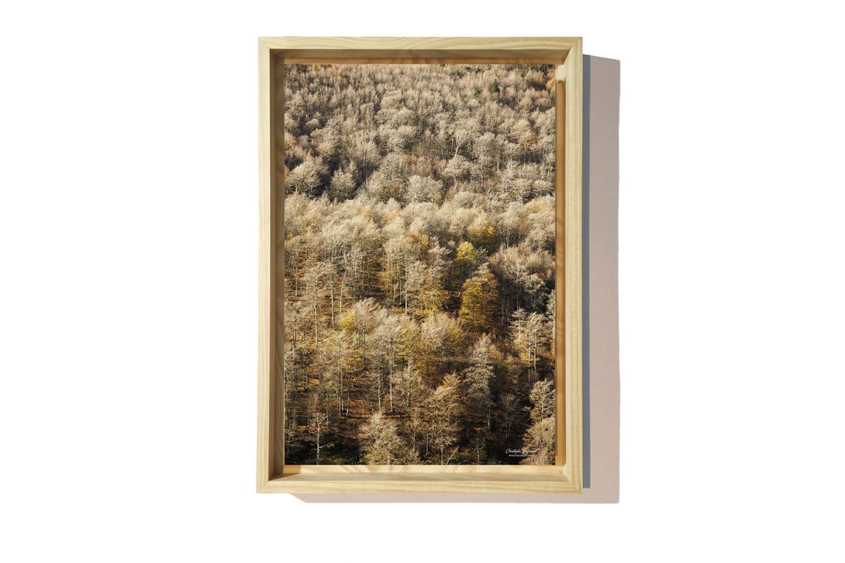 Forêt de hêtres à l'automne - Pays Basque