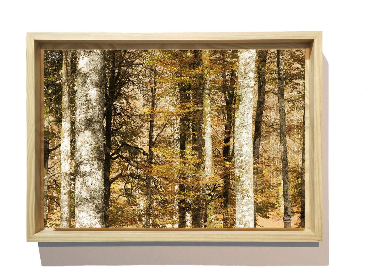 Graphisme en forêt basque