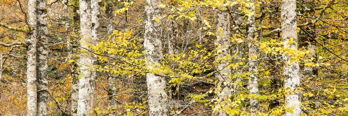 La grande hetraie à l'automne